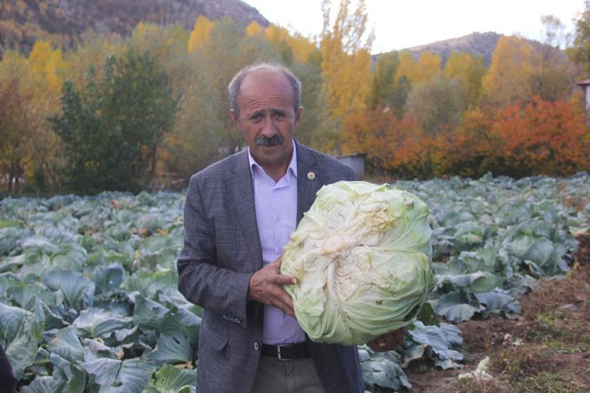 Dedesinden kalma yöntemi uyguladı, her biri 20 kiloya ulaştı! Sivas'ta eşi benzeri yok! Tek seferde 3 bin üretiyor