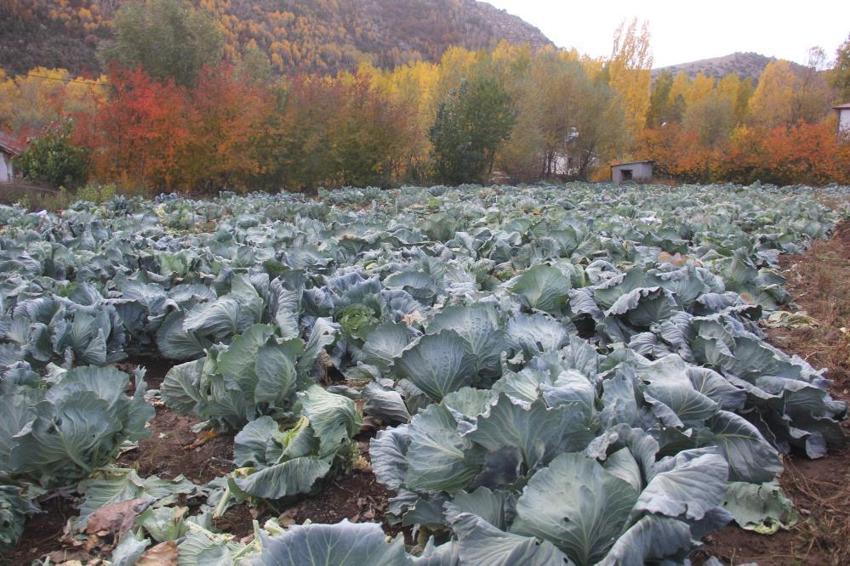 Dedesinden kalma yöntemi uyguladı, her biri 20 kiloya ulaştı! Sivas'ta eşi benzeri yok! Tek seferde 3 bin üretiyor