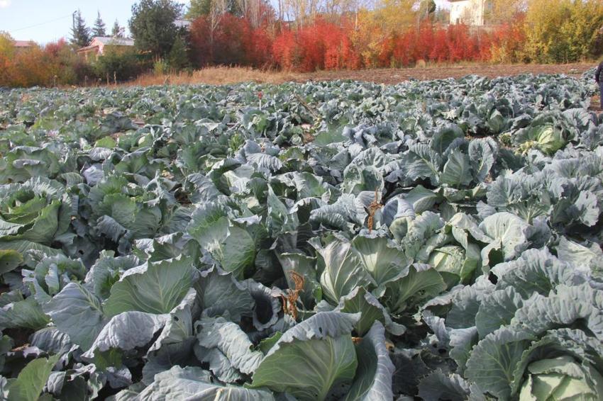 Dedesinden kalma yöntemi uyguladı, her biri 20 kiloya ulaştı! Sivas'ta eşi benzeri yok! Tek seferde 3 bin üretiyor