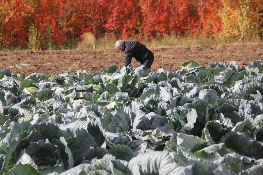 Dedesinden kalma yöntemi uyguladı, her biri 20 kiloya ulaştı! Sivas'ta eşi benzeri yok! Tek seferde 3 bin üretiyor