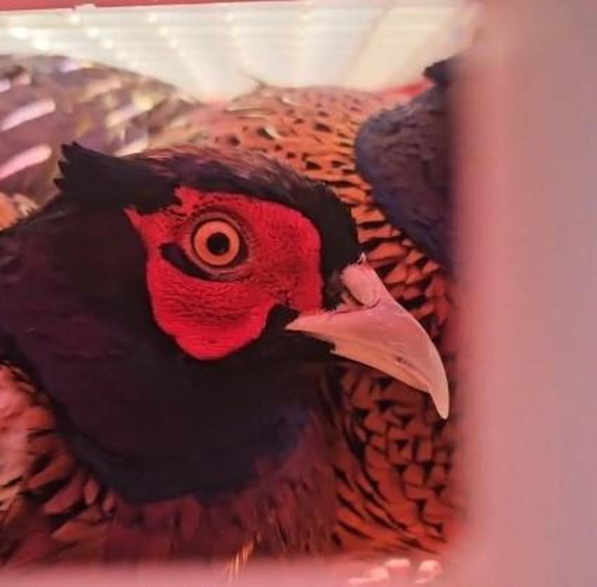 Ordu’da köylülerin kabusuna karşı harekete geçildi! 200 tanesi birden doğaya bırakıldı