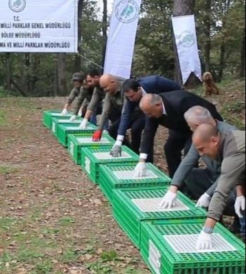 Ordu’da köylülerin kabusuna karşı harekete geçildi! 200 tanesi birden doğaya bırakıldı