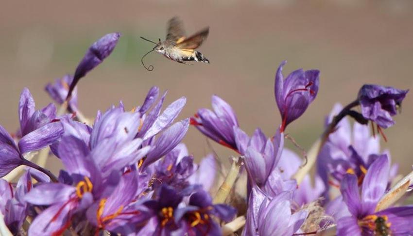 Dünyanın en pahalı baharatı! 'Anadolu'dakiler' projesinin ilk 'İmeci Ağı' etkinliği