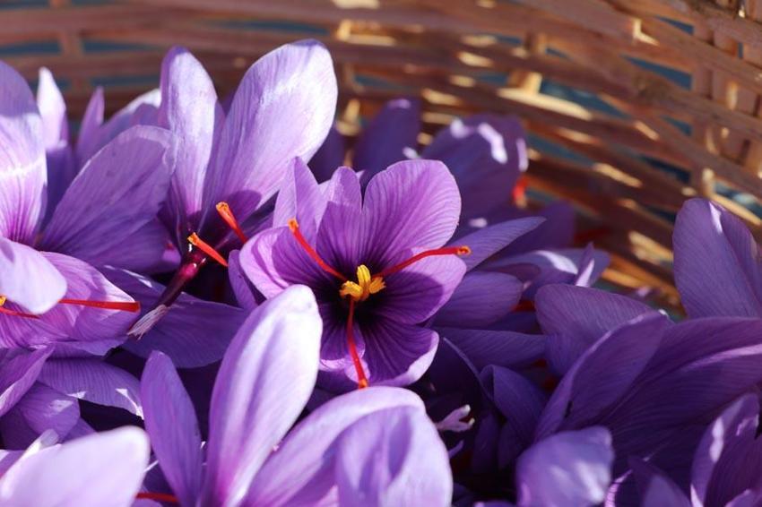 Dünyanın en pahalı baharatı! 'Anadolu'dakiler' projesinin ilk 'İmeci Ağı' etkinliği