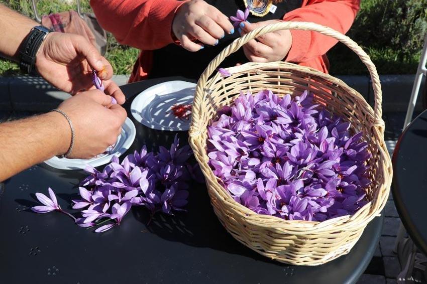 Dünyanın en pahalı baharatı! 'Anadolu'dakiler' projesinin ilk 'İmeci Ağı' etkinliği
