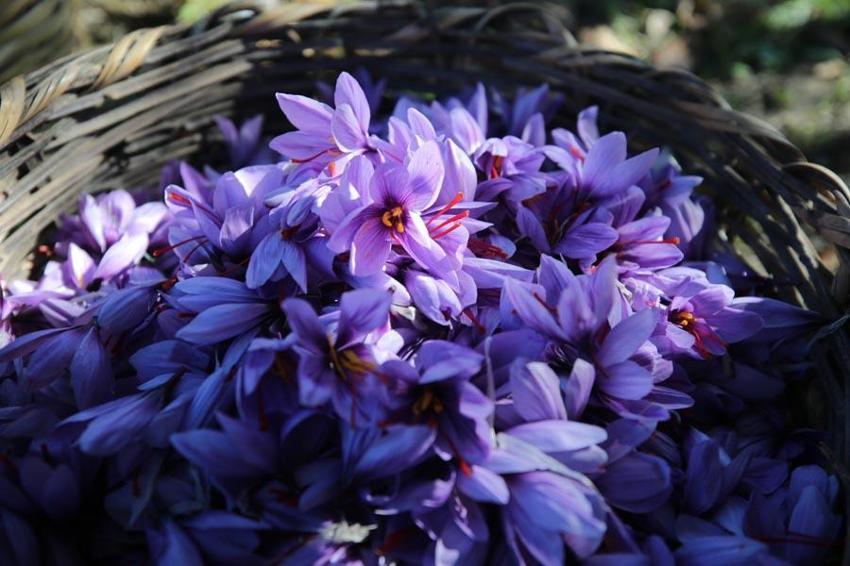 Dünyanın en pahalı baharatı! 'Anadolu'dakiler' projesinin ilk 'İmeci Ağı' etkinliği