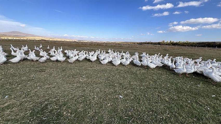 Kars’ta kışın habercisi: ‘Kar yiyen kazlar’ sofralar için hazır