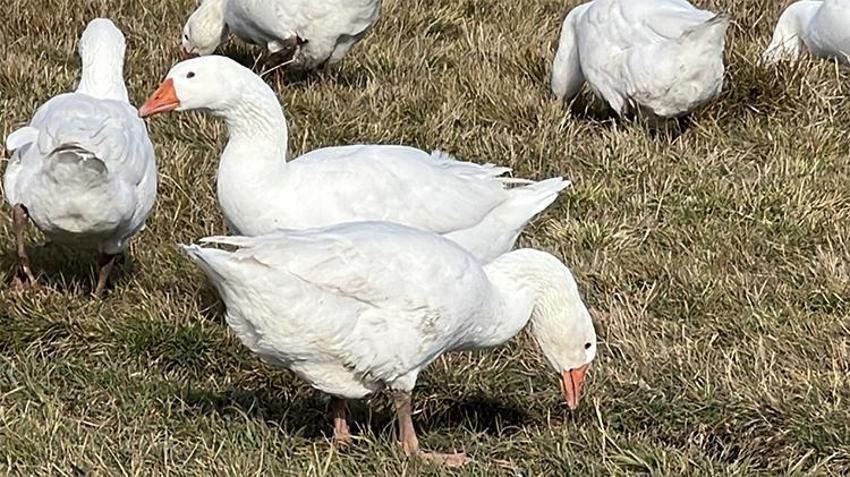 Kars’ta kışın habercisi: ‘Kar yiyen kazlar’ sofralar için hazır