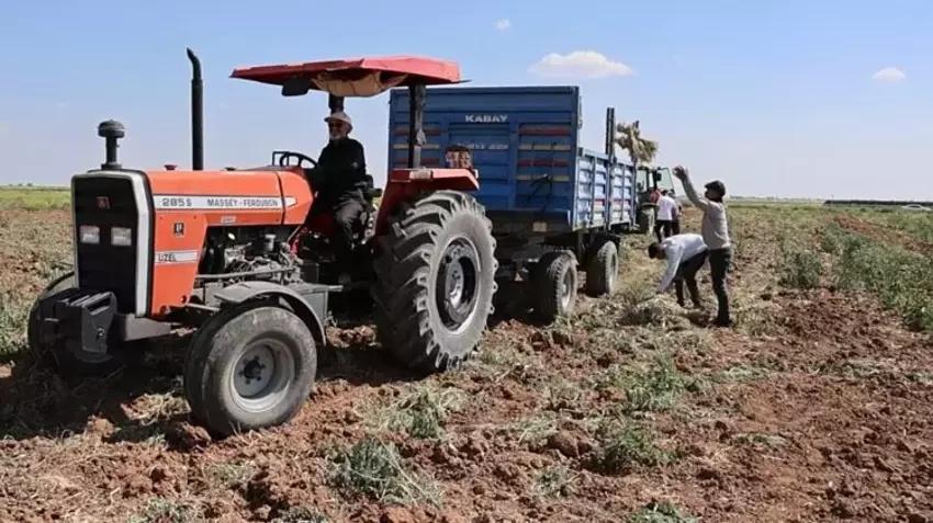 İngiltere'de duydu Aksaray'da tohumunu ekti! Hasat zamanı Avrupa'dan tonlarca sipariş aldı: Servet kazandı