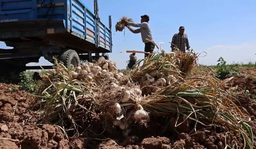 İngiltere'de duydu Aksaray'da tohumunu ekti! Hasat zamanı Avrupa'dan tonlarca sipariş aldı: Servet kazandı