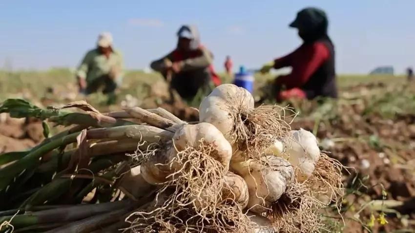 İngiltere'de duydu Aksaray'da tohumunu ekti! Hasat zamanı Avrupa'dan tonlarca sipariş aldı: Servet kazandı