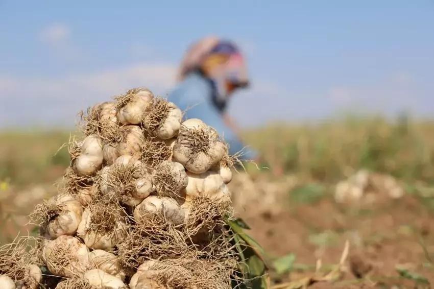 İngiltere'de duydu Aksaray'da tohumunu ekti! Hasat zamanı Avrupa'dan tonlarca sipariş aldı: Servet kazandı