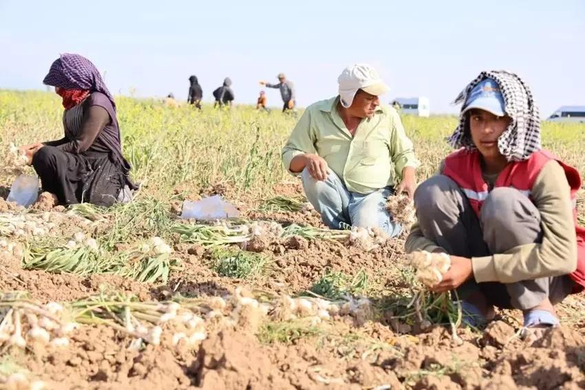 İngiltere'de duydu Aksaray'da tohumunu ekti! Hasat zamanı Avrupa'dan tonlarca sipariş aldı: Servet kazandı