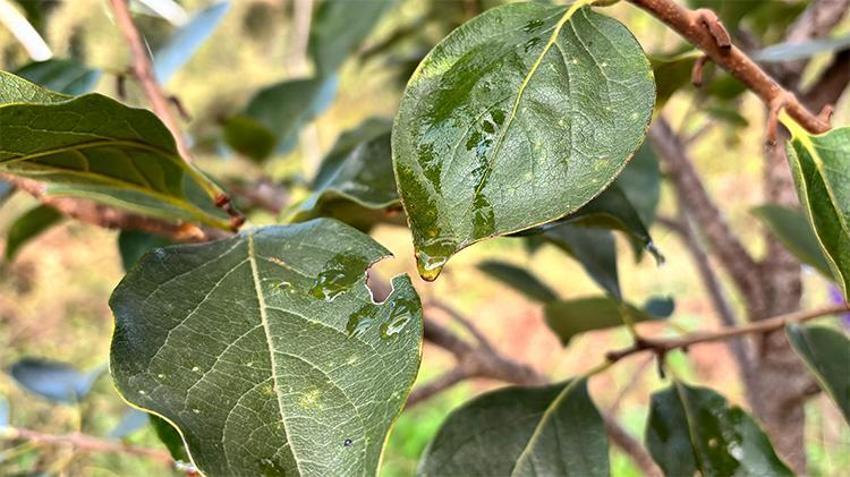 Kokarcaya karşı doğal formül! Soğan ve kadife çiçeğiyle mucize çözüm