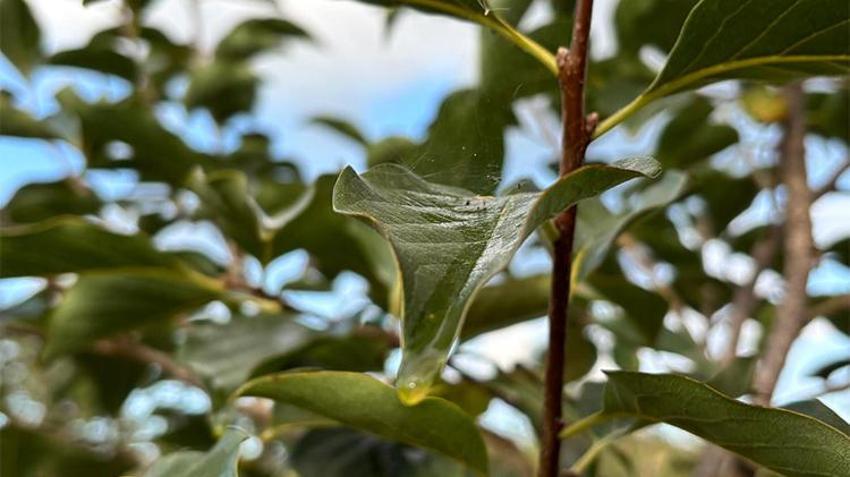 Kokarcaya karşı doğal formül! Soğan ve kadife çiçeğiyle mucize çözüm