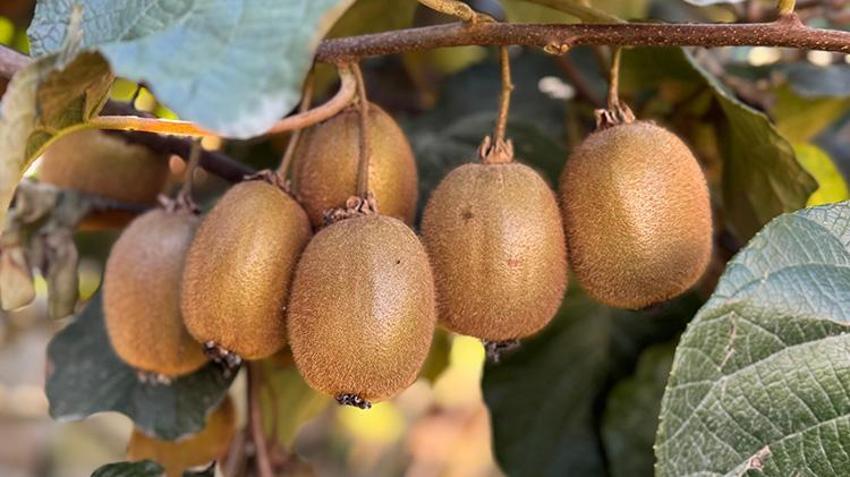 Ordu’da kivi için ‘erken hasat’ uyarısı: 'Ürünün raf ömrünü kısaltıyor'