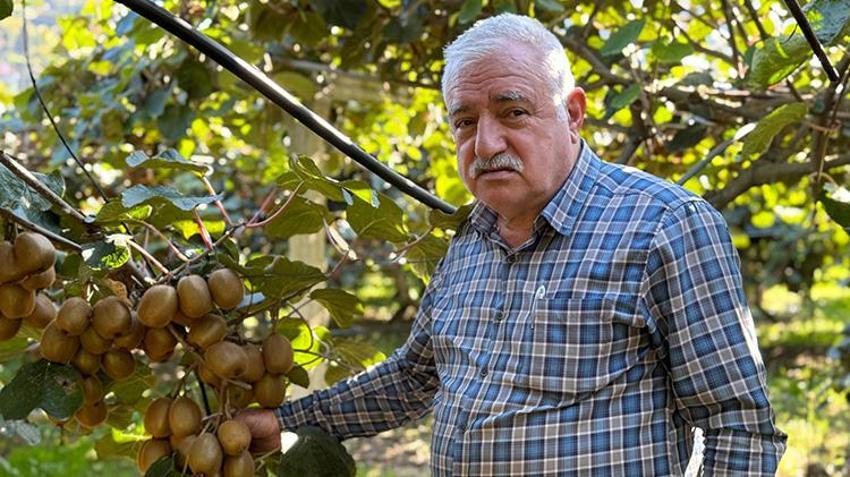 Ordu’da kivi için ‘erken hasat’ uyarısı: 'Ürünün raf ömrünü kısaltıyor'