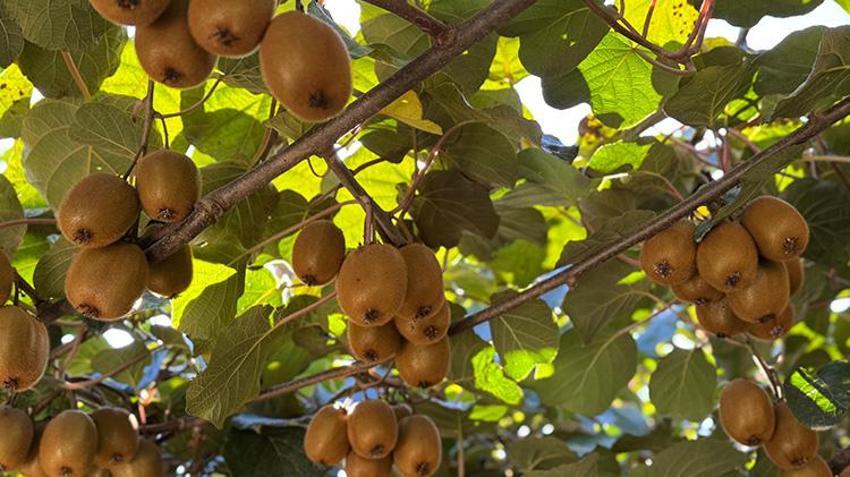 Ordu’da kivi için ‘erken hasat’ uyarısı: 'Ürünün raf ömrünü kısaltıyor'