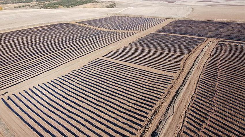 Yozgat'ta 400 dönümlük çilek projesi bölge ekonomisine can verecek