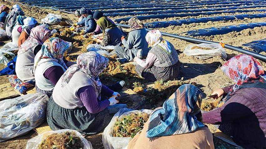 Yozgat'ta 400 dönümlük çilek projesi bölge ekonomisine can verecek