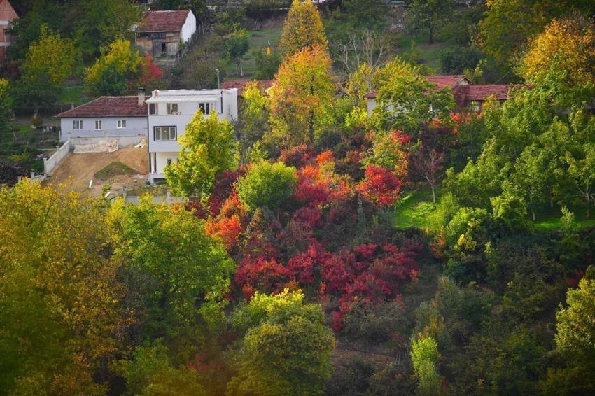 Uludağ'ın eteklerinde görüldü! Kasım ayında ortaya çıkıyor