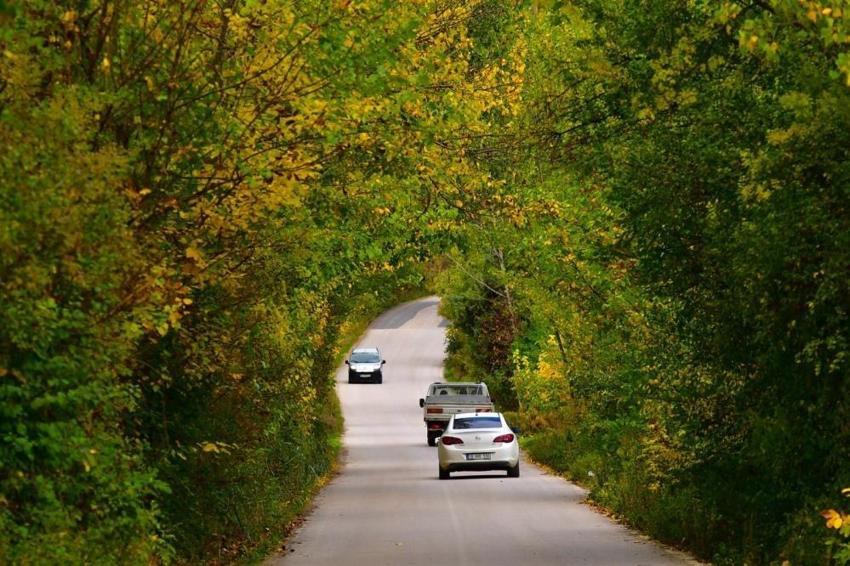 Uludağ'ın eteklerinde görüldü! Kasım ayında ortaya çıkıyor