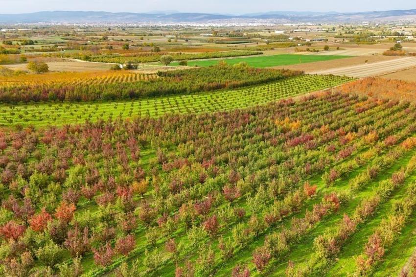 Uludağ'ın eteklerinde görüldü! Kasım ayında ortaya çıkıyor