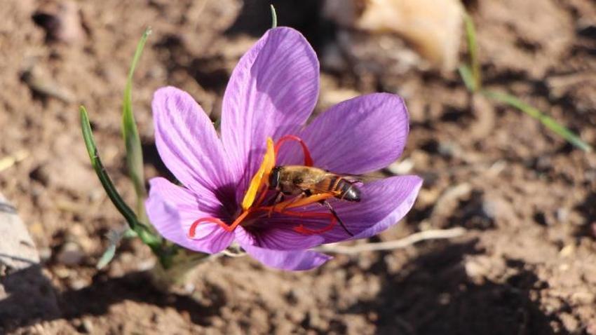 150 çiçekten 1 gram çıkıyor! Eskişehir'de sahibine servet kazandırdı