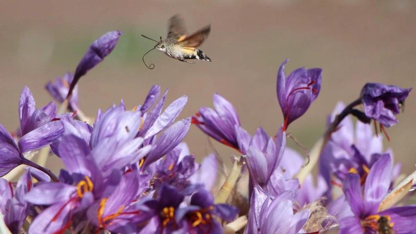 150 çiçekten 1 gram çıkıyor! Eskişehir'de sahibine servet kazandırdı