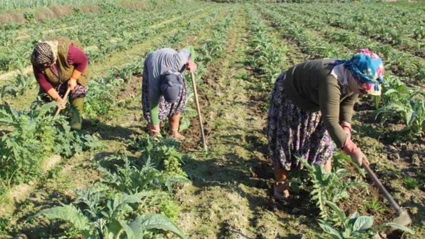 150 çiçekten 1 gram çıkıyor! Eskişehir'de sahibine servet kazandırdı