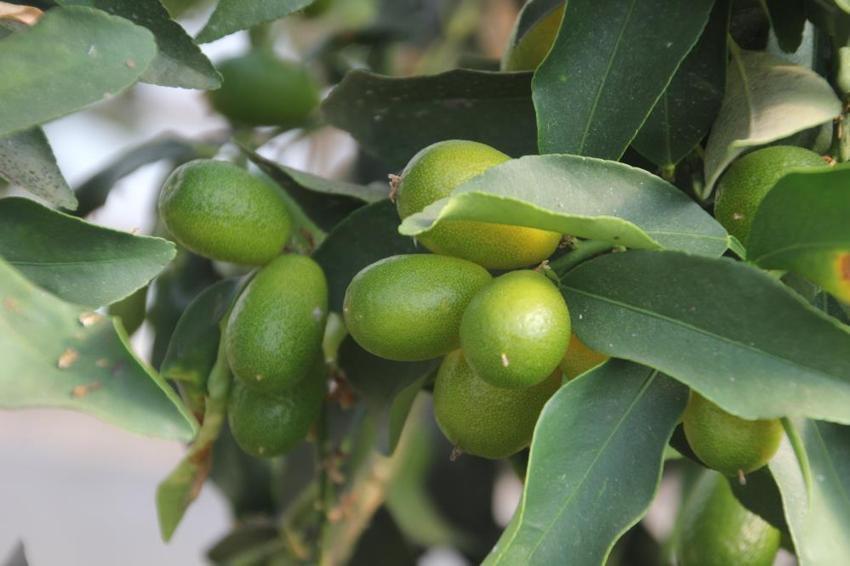 Karadeniz'de yetişmeye başladı! Belediye harekete geçti: Adım başı kuruluyor