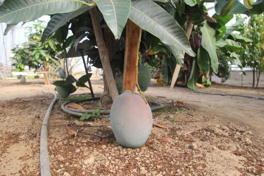 Karadeniz'de yetişmeye başladı! Belediye harekete geçti: Adım başı kuruluyor