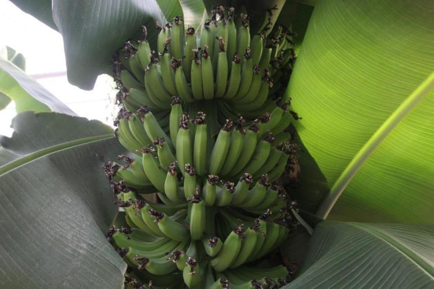 Karadeniz'de yetişmeye başladı! Belediye harekete geçti: Adım başı kuruluyor