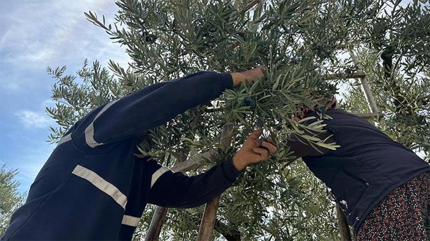 Bursa'da yetişiyor, İsviçre sofralarını süslüyor! 'Yok yılı'nda gelen sürpriz yüz güldürdü