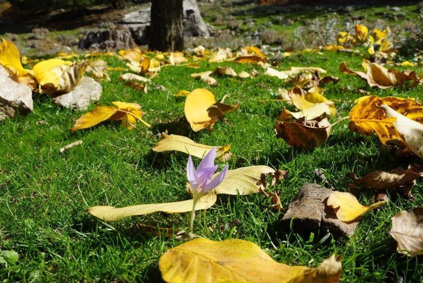 Aydın da nasibini aldı: Merkeze 25 kilometre uzakta dağlarda görüldü