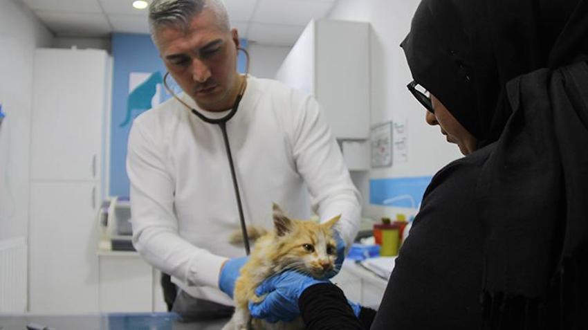 Sivas'ta tedirgin eden gelişme! Kedi AİDS'i ortaya çıktı: 'İnsandaki gibi kan yoluyla, cinsel yolla bulaşır'