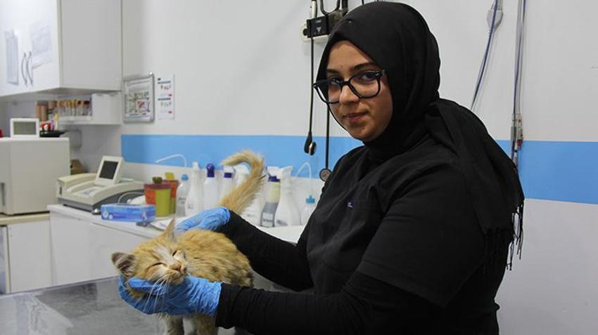 Sivas'ta tedirgin eden gelişme! Kedi AİDS'i ortaya çıktı: 'İnsandaki gibi kan yoluyla, cinsel yolla bulaşır'