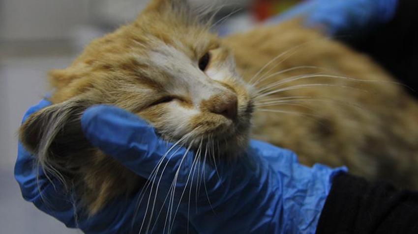 Sivas'ta tedirgin eden gelişme! Kedi AİDS'i ortaya çıktı: 'İnsandaki gibi kan yoluyla, cinsel yolla bulaşır'