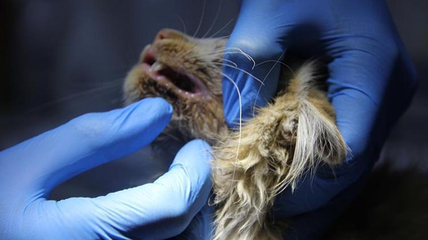 Sivas'ta tedirgin eden gelişme! Kedi AİDS'i ortaya çıktı: 'İnsandaki gibi kan yoluyla, cinsel yolla bulaşır'