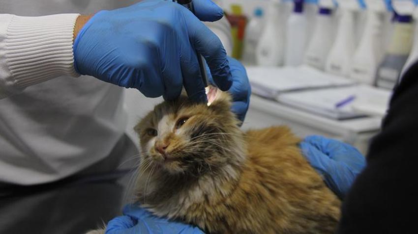 Sivas'ta tedirgin eden gelişme! Kedi AİDS'i ortaya çıktı: 'İnsandaki gibi kan yoluyla, cinsel yolla bulaşır'