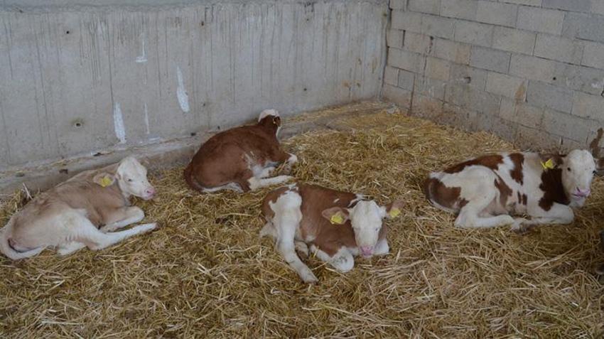 Kanadalı çiftçiler Aksaray'a gelip öğrendi! Türk çiftçilerinin aldığı verimi duyunca şaşkına döndüler!