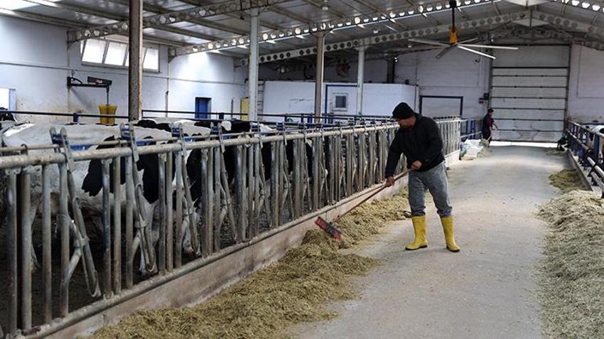 Sivaslı vatandaş devlet desteğiyle çiftlik kurdu! 20 inekle başladı sayıyı 3 kat artırdı