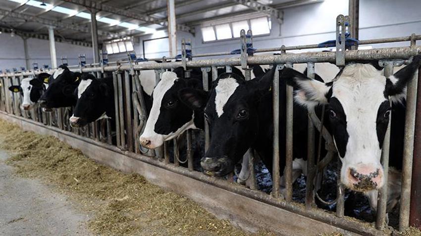 Sivaslı vatandaş devlet desteğiyle çiftlik kurdu! 20 inekle başladı sayıyı 3 kat artırdı