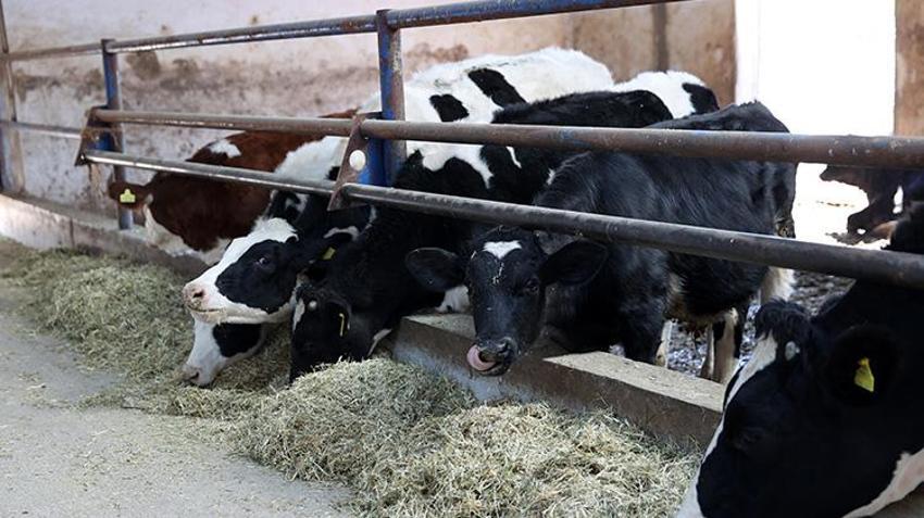 Sivaslı vatandaş devlet desteğiyle çiftlik kurdu! 20 inekle başladı sayıyı 3 kat artırdı