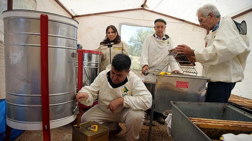 Dünya üretiminin yüzde 72'sini karşılıyor: Rekolte 20 bin tona ulaştı üreticilerin yüzü güldü!