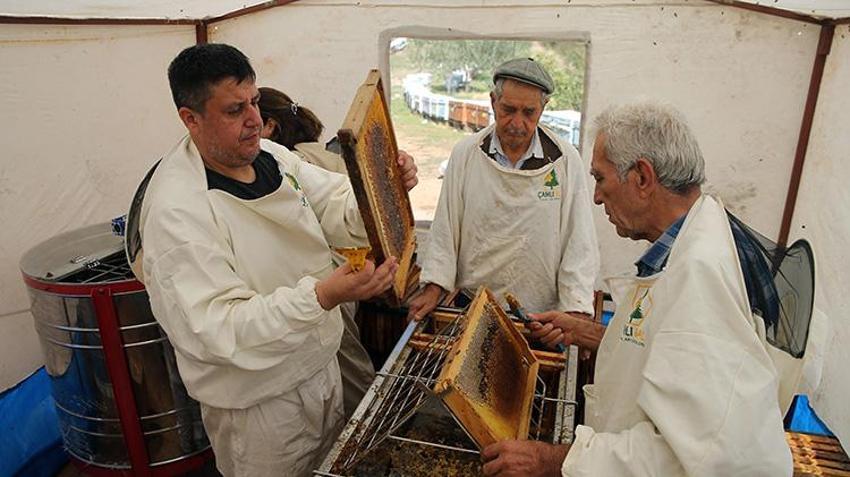 Dünya üretiminin yüzde 72'sini karşılıyor: Rekolte 20 bin tona ulaştı üreticilerin yüzü güldü!