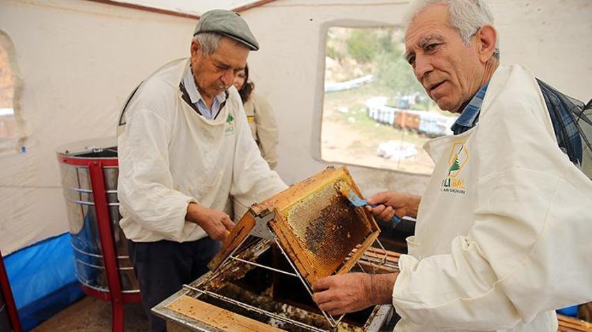 Dünya üretiminin yüzde 72'sini karşılıyor: Rekolte 20 bin tona ulaştı üreticilerin yüzü güldü!