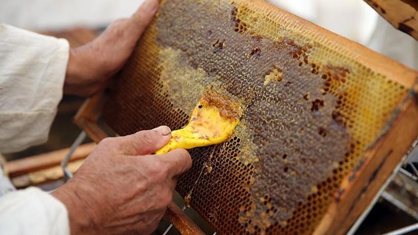 Dünya üretiminin yüzde 72'sini karşılıyor: Rekolte 20 bin tona ulaştı üreticilerin yüzü güldü!