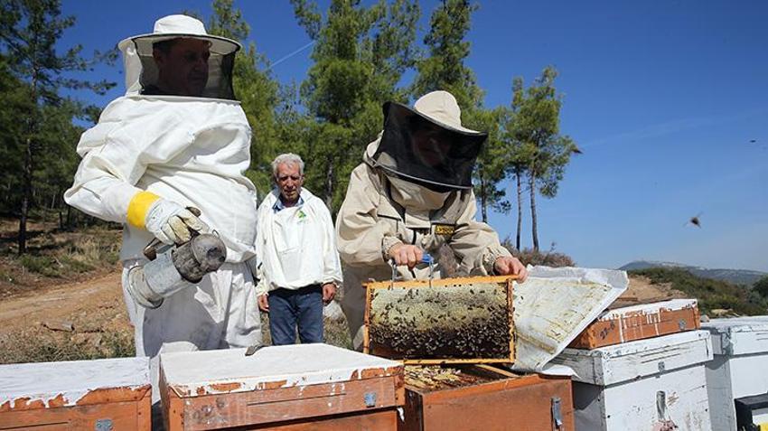 Dünya üretiminin yüzde 72'sini karşılıyor: Rekolte 20 bin tona ulaştı üreticilerin yüzü güldü!