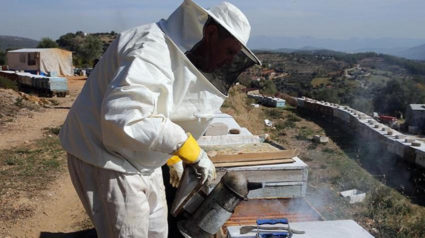 Dünya üretiminin yüzde 72'sini karşılıyor: Rekolte 20 bin tona ulaştı üreticilerin yüzü güldü!